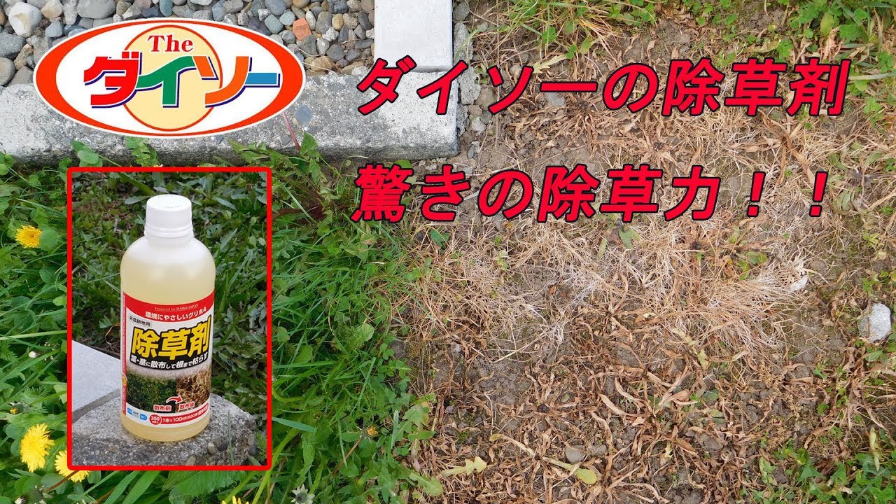 ダイソーの100円 除草剤の除草力がすごい Youtube