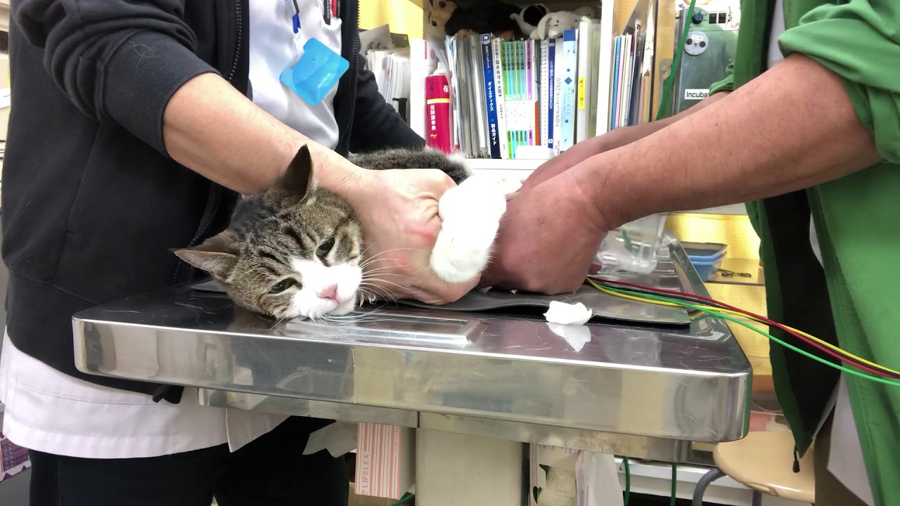 ソース画像を表示