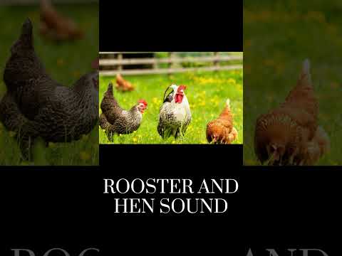 Rooster Hen Sound Sfx Birds Sfx Birds Sound Birds Animalsouds Birds Trending 