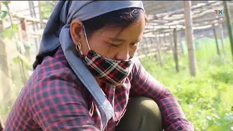 15  4 Thời sự  sáng   Đài PT&TH Bắc Kạn. tín hiệu vui từ hợp tác xã phúc ba