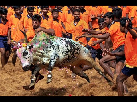 Jallikattu Jallikattu Album Song