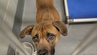 acs A662799