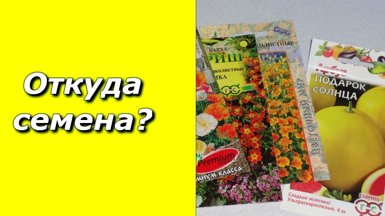 Леруа мерлен семена томатов. Семена в Леруа Мерлен каталог в Москве. Я семена купить. Помидоры Санька в Леруа Мерлен. Каталог семена 2019.