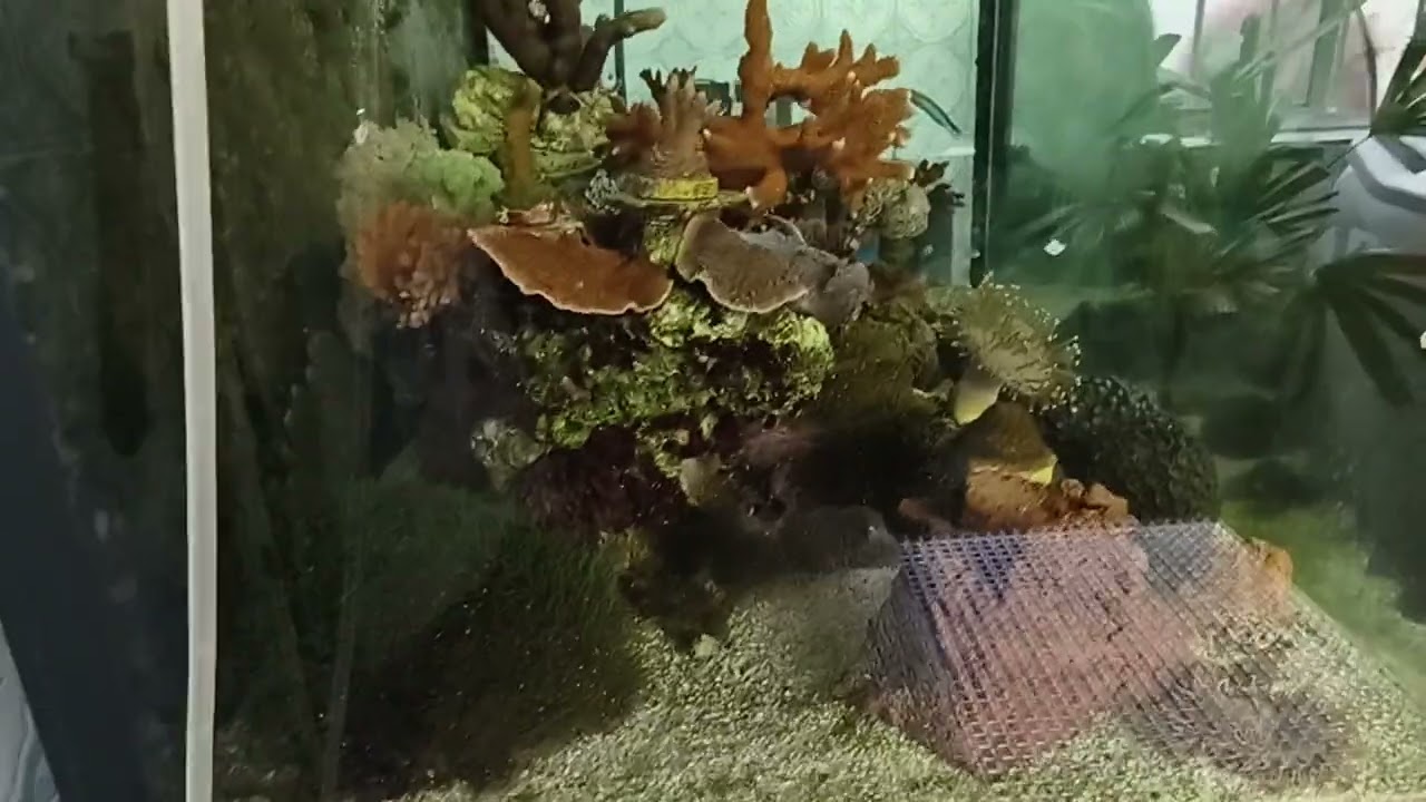 Fim da quarentena!!! Peixes no Reef 