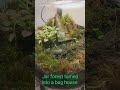 Jar Forest turned to Bug House