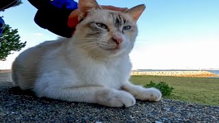 海辺の道を歩いていたら野良猫がモフられにきた