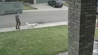 Family upset after 7-year-old bitten by dog, owner flees