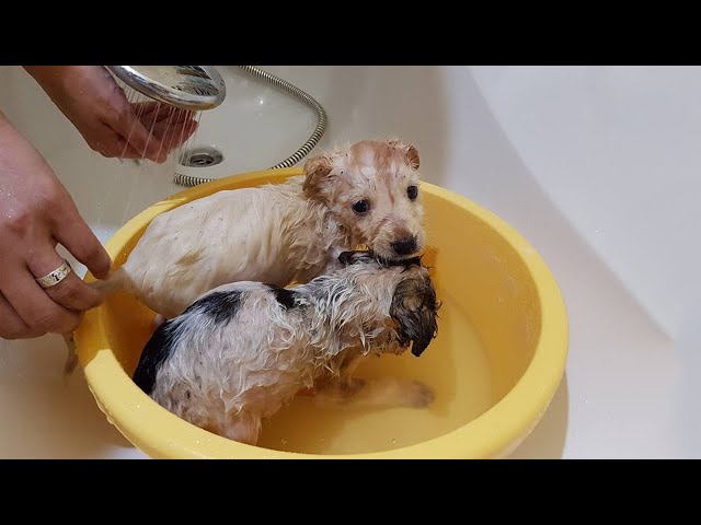 First Time in Life, 2 Puppies Receive Love And Care... Touching Story class=