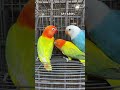 என்னோட life-யே இது தான்💯#tamil #birds#opaline#lovebirds #birdslover #parrot #pets #opalinemutation