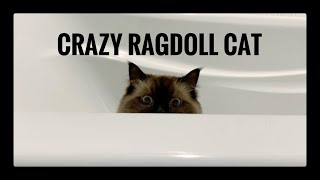 Crazy Ragdoll cat Sky tries to scare me! by Rex and Sky In the City 875 views 4 years ago 57 seconds