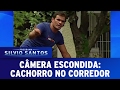 Cachorro no Corredor | Câmeras Escondidas