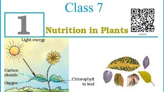 Nutrition in plant class7 ch 1 Exercise