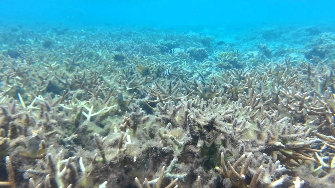 Guam Hilton Snorkeling Day 1 - YouTube