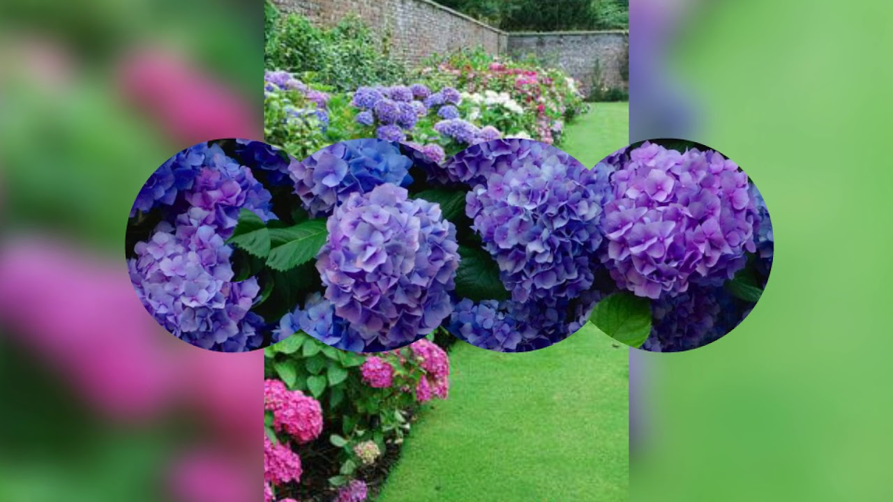 Flor Hortência - YouTube