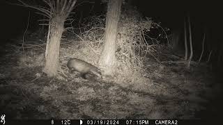 Weekly badger footage | 25/03/2024 | Trail Camera Wildlife | Garden Watch Burton Joyce | #badger by Garden Watch - Burton Joyce 85 views 1 month ago 3 minutes, 5 seconds
