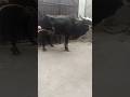 #duet#kitten #lifeisbutadream #whowillbemylifepartnerta  October 20, 2025