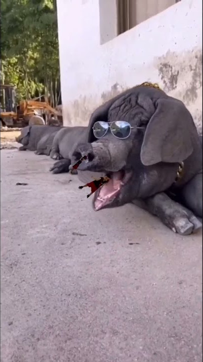 Download lagu Con heo biết hát 😂😜 #shorts #omg #funyvideo #tonyvasuri #funnypranks