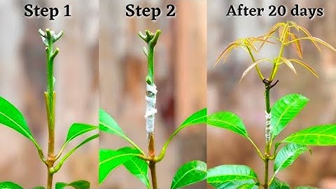 Mango grafting hack for fast growth! #Grafting #Mango