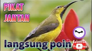 Langsung poin...!!!! mp3 pikat burung sogon jantan #hobymanuk