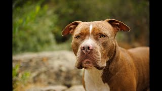 Socializing American Bullies at Dog Parks - Tips & Tricks by The Last American Bully 390 views 1 month ago 4 minutes, 37 seconds