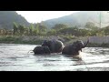 Elephant Call Nanny To Join Together With The Family In The River - ElephantNews