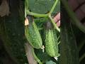 Harvest Cucumber #agriculture #homegarden #kheti