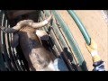 Bull Riding - Max Miller /GoPro Raw Footage - ClickThompson.com