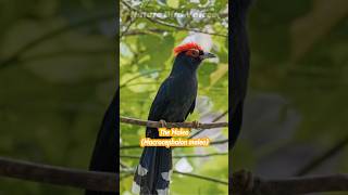 The Maleo  Macrocephalon Maleo birds birdsong birdsounds