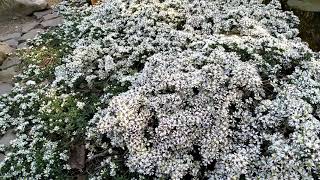 картинка: Астра вересковая (почвопокровная)💚