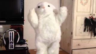 Russell The Rabbit Dances To Harlem Shake