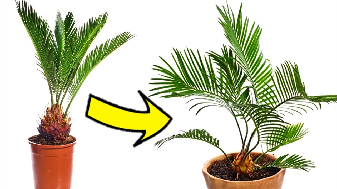 Resumen de 19+ artículos: como plantar una palmera [actualizado ...