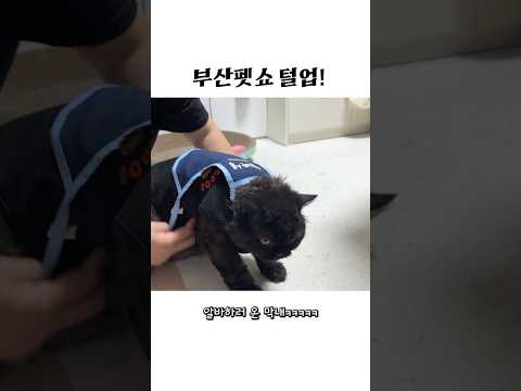 부산펫쇼 털어왔다!🎁 (Busan Pet Show Haul)