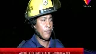 Arbol De Cedro Colapsa En Estelí
