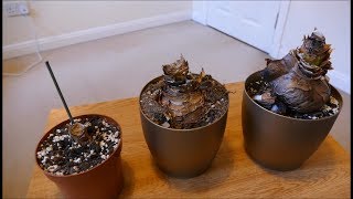 Amaryllis Update, Dormancy January (2018)