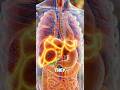 How the liver regrows itself #ai #humananatomy #health