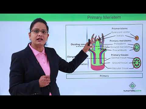 Anatomy of flowering plant - Primary and secondary meristem