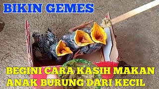 KASIH MAKAN ANAK BURUNG JALAK DARI KECIL UNTUK DI JINAKKAN DAN NURUT