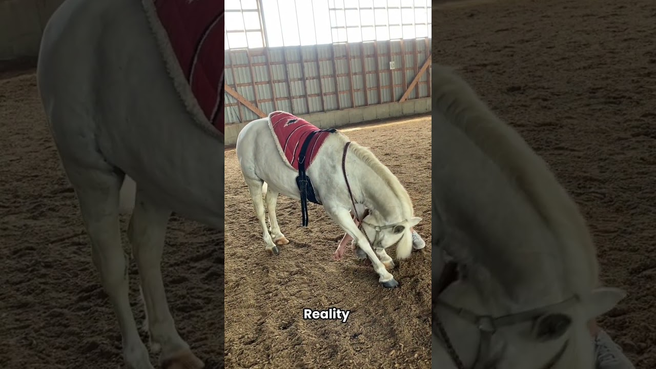 training vs reality pony version 