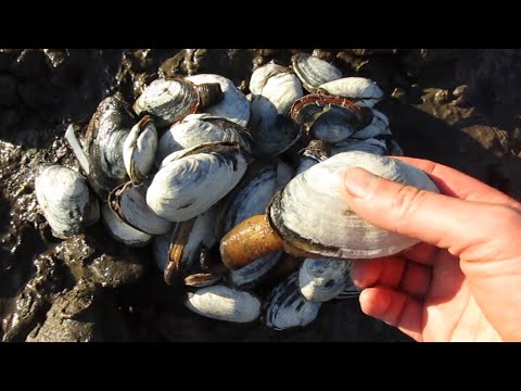 Видео: Где копать моллюсков-зевак в Орегоне?