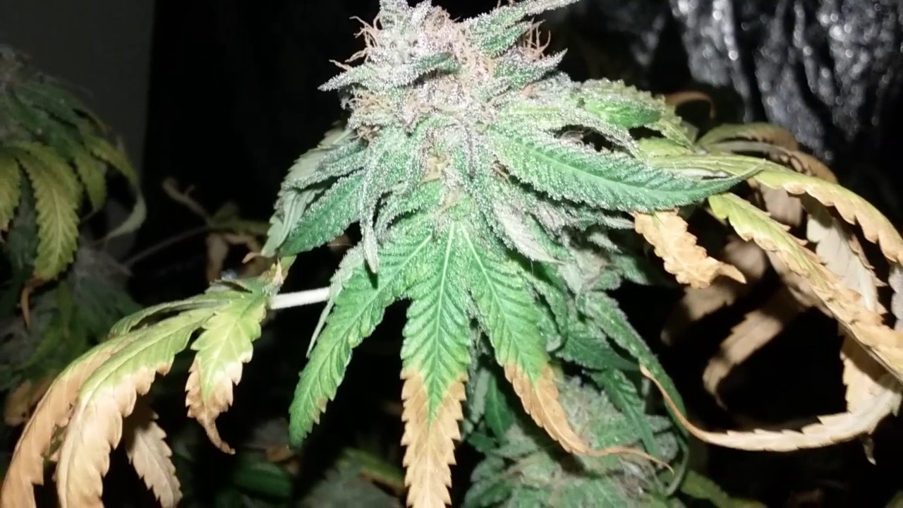 Night shots kens gdp