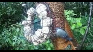 Small Birds On Winter Visit To My Cottage Garden Scone Perth Perthshire Scotland