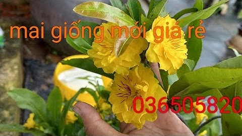 Cúc thọ hương lá cẩm thạch 120k /cây @0365058200