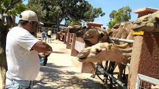 Feeding camels in camel Park #short