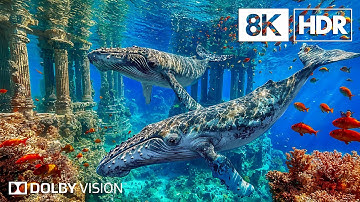 Secrets of the Deep Sea in 8K HDR | Dolby Vision™