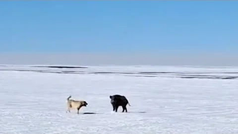 KaNGaL Dog's Attack On Wild Boar | Wild Boar Hunting | Powerful Dog's