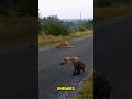 "The Fierce Fight of Lions vs Hyenas in the Savannah" #shorts #shortsviral #shortvideo #lion # hyena