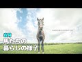 追悼ブロードアピール 馬たちの牧場の暮らし #14| Retired Horses Life