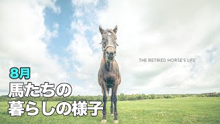 追悼ブロードアピール 馬たちの牧場の暮らし #14| Retired Horses Life