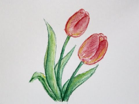 Cara menggambar bunga tulip dengan pensil warna - YouTube