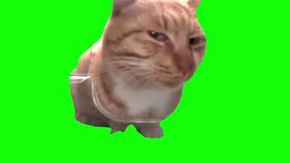 Mr Fresh cat sideeye meme green screen